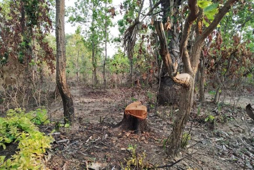 वन माफिया काट रहे अवैध रूप से लकड़ी, विभाग से साठ गांठ कर काश्तकारों को लगा रहे चूना