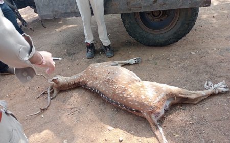 शिकारियों ने मिट्टी के बने बखारी में छुपाया था चीतल, रेड कार्यवाही से हुआ खुलासा