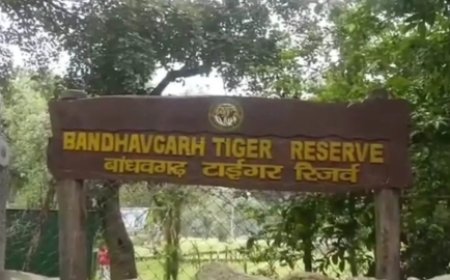 बांधवगढ़ टाईगर रिजर्व में बाघ के हमले से युवक घायल