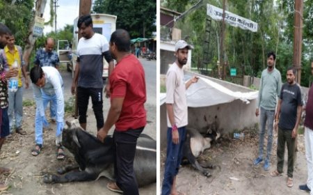 हिंदू मुस्लिम एकता मंच  द्वारा लागतार गौ सेवा कार्य जारी