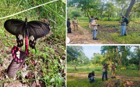 कैमरे में कैद कर मोबाइल एप में दर्ज हुई बांधवगढ़ में तितलियों की प्रजाति