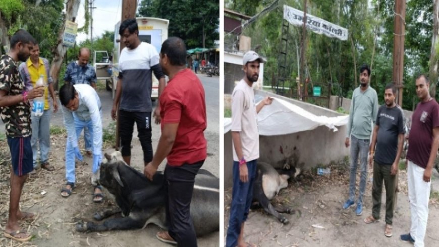 हिंदू मुस्लिम एकता मंच  द्वारा लागतार गौ सेवा कार्य जारी