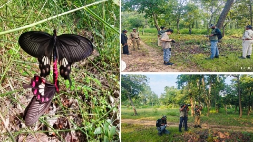 कैमरे में कैद कर मोबाइल एप में दर्ज हुई बांधवगढ़ में तितलियों की प्रजाति