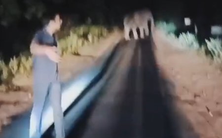 हाथी के कोहराम से सड़क मार्ग हुआ बाधित