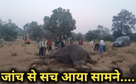 विश्व विख्यात बांधवगढ़ टाइगर रिजर्व में हाथी के मरने की वजह आ गई सामने