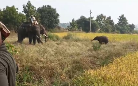 हाथी शावक का सरहदी जिले में रेस्क्यू,कब्जे में लिया पार्क प्रबन्धन