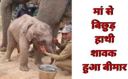 बांधवगढ़ में मिला बीमार हाथी शावक, मां से बिछड़ने के ग़म में हुआ बेहाल