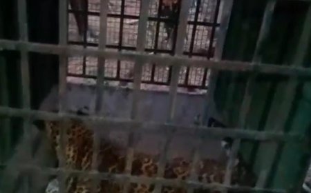 हिरौली में रेस्क्यू किये गए तेंदुवे की मुकुंदपुर में मौत.....?