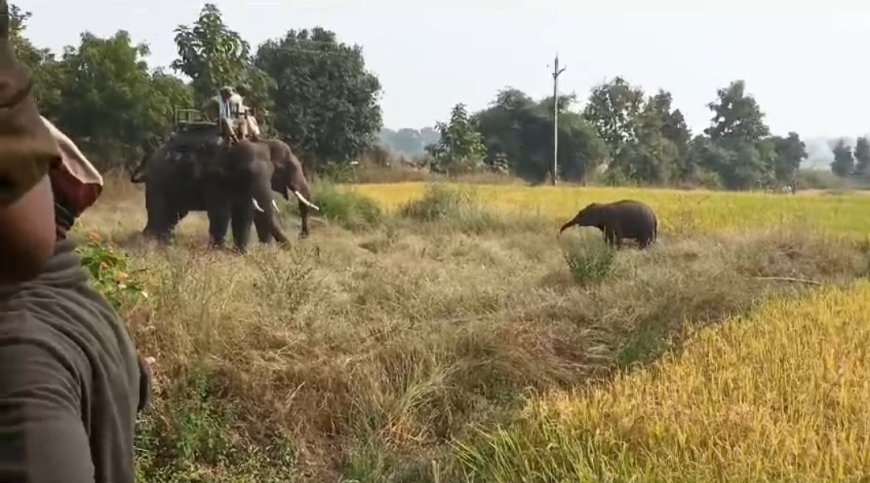 हाथी शावक का सरहदी जिले में रेस्क्यू,कब्जे में लिया पार्क प्रबन्धन