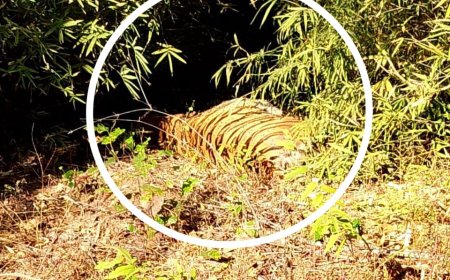 बाघिन की मौत से एक्टिव हुआ प्रबन्धन, नेचुरल डेथ या शिकारी एक्टिव......?