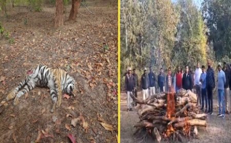 बड़ी खबर : फिर एक मादा बाघ की हुई मौत
