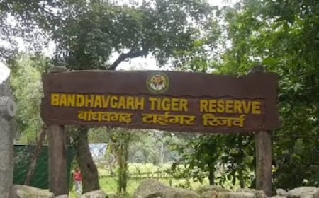 पार्क सफारी में गए पर्यटको का जंगल मे मदिरापान करने का मामला आया समाने