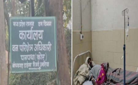 चरवाहे पर बाघ ने किया हमला,बाघ के हमले से चरवाहा हुआ घायल
