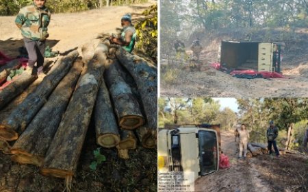 बेशकीमती लकड़ी सहित मेटाडोर जप्त