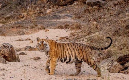 नही रहा छोटा भीम, हार्ट फेलियर होने से भोपाल में मौत