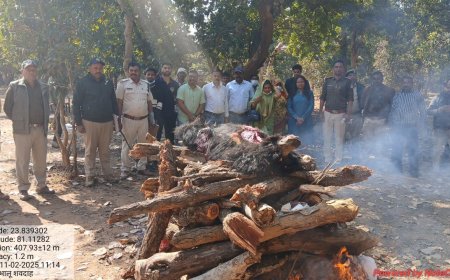 भालू शावक के बाद अब माँ की भी मौत, यतीम नन्हे शावक का अब बांधवगढ में होगी परवरिश