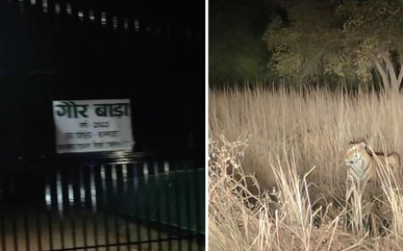 गौर बाड़े के पास बाघ, पार्क प्रबन्धन एलर्ट मोड में