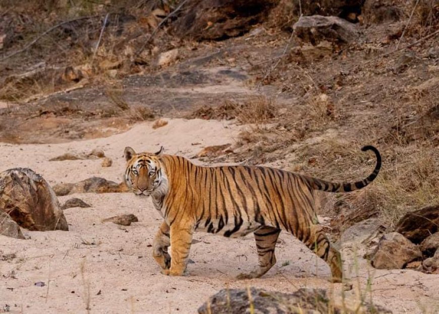 नही रहा छोटा भीम, हार्ट फेलियर होने से भोपाल में मौत