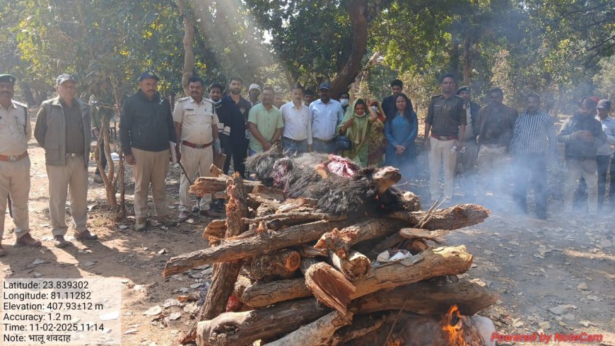 भालू शावक के बाद अब माँ की भी मौत, यतीम नन्हे शावक का अब बांधवगढ में होगी परवरिश