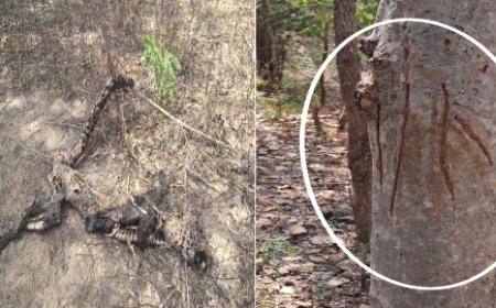 तेंदुवे की मौत के बाद सियारों ने बनाया निवाला