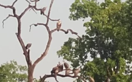 बांधवगढ में है 246 गिद्ध,  ग्रीष्मकालीन गिद्ध गणना सम्पन्न