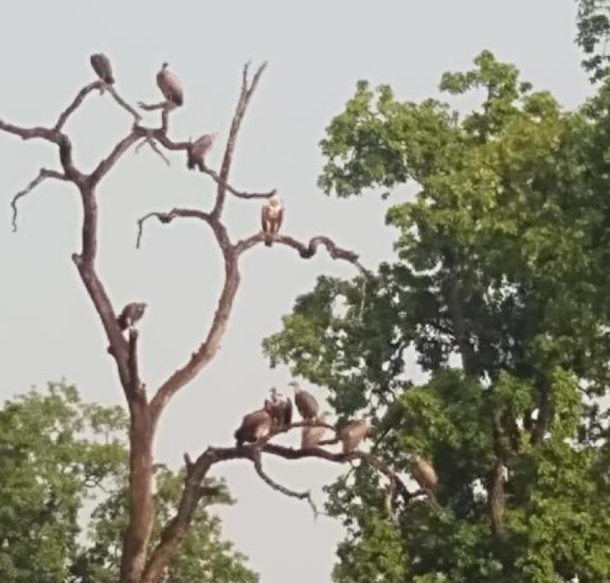 बांधवगढ में है 246 गिद्ध, ग्रीष्मकालीन गिद्ध गणना सम्पन्न