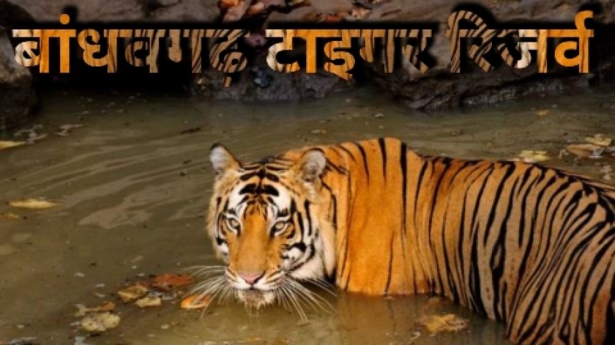 बांधवगढ़ घूमने आए बुजुर्ग पर्यटक की हार्ट अटैक से हुई मौत