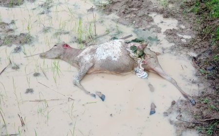 पालतू मवेशियों को आवारा कुत्ते बना रहे निशाना