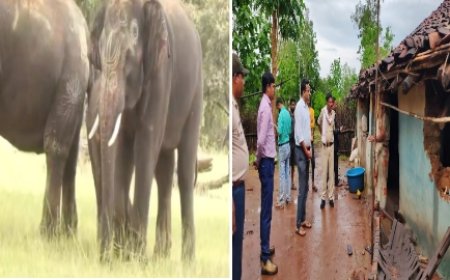 वन परिक्षेत्र में फिर हाथियों का आंतक,   वन अमले के साथ एस डी एम ने सम्हाली कमान