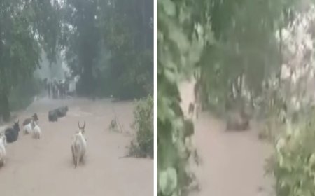 लगातार बारिश से जन जीवन अस्त व्यस्त, नदी नालो में बाढ़ से पशु भी मुसीबत में