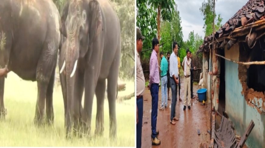वन परिक्षेत्र में फिर हाथियों का आंतक,   वन अमले के साथ एस डी एम ने सम्हाली कमान