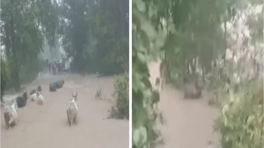लगातार बारिश से जन जीवन अस्त व्यस्त, नदी नालो में बाढ़ से पशु भी मुसीबत में