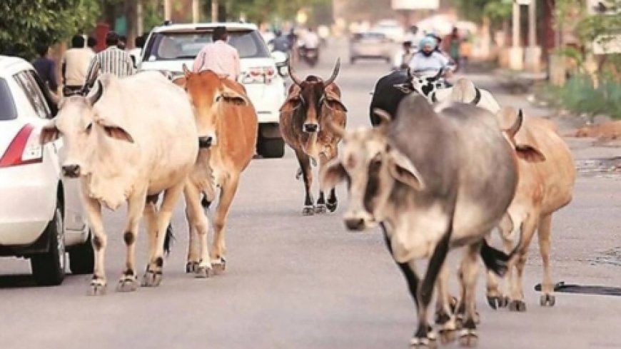 नगर में घूम रहे अवारा पशुओ को गौशाला में रखने के कलेक्टर ने दिए निर्देश