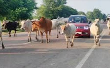 शहर में आवारा घूम रहे पशुओं के मालिकों पर होगी अर्थ दंड की कार्यवाही   -किशन सिंह