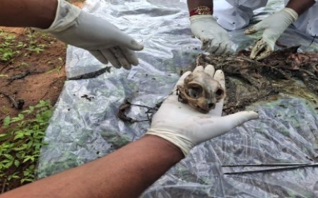 अज्ञात मृत वन्य प्राणी का शव मिला......