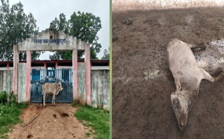 ग्राम पंचायत मुड़गुड़ी के गौशाला में लगातार गौमाता की भूख से मौत