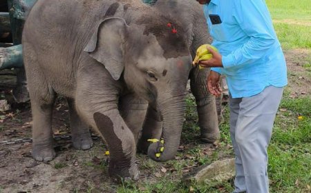 गणेश चतुर्थी के अवसर पर बीटीआर में हाथियों की पूजा अर्चना कर कराया गया कई फलों का भोग