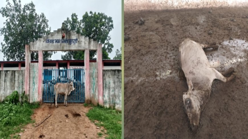 ग्राम पंचायत मुड़गुड़ी के गौशाला में लगातार गौमाता की भूख से मौत