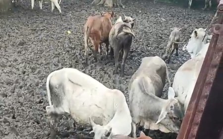 कांजी हाउस में मवेशियों की दुर्दशा, सोशल मीडिया पर वायरल हुआ वीडियो