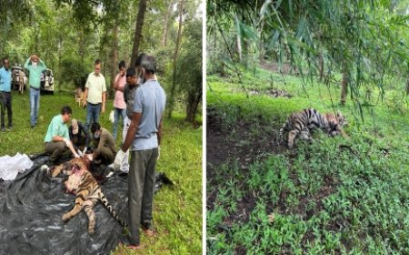 आपसी संघर्ष में मादा बाघ शावक की हुई मृत्यु