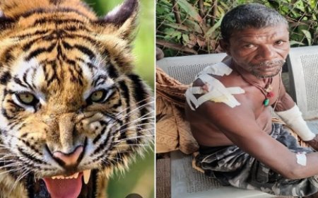 बाघ के हमले में घायल हुआ किसान,  बाघ की मौजूदगी से ग्रामीणों में दहशत का माहौल