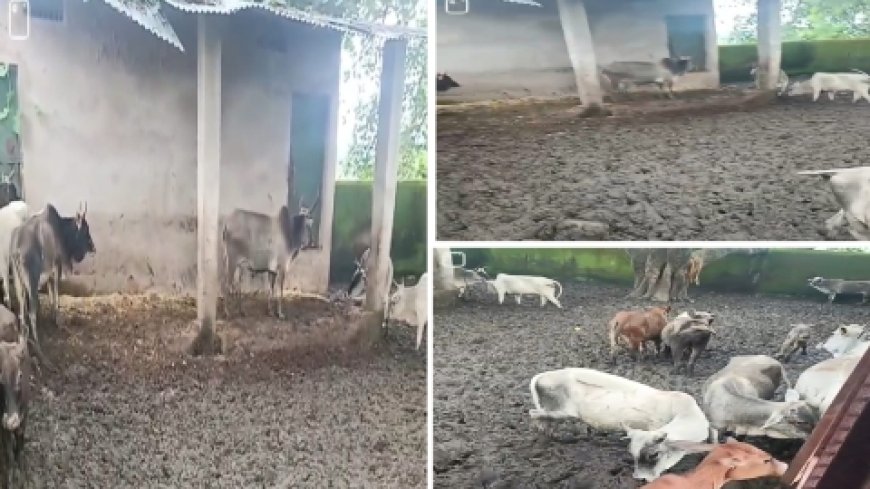कांजी हाउस और गौशालाओं की बदहाल स्थिति पर हिंदू मुस्लिम एकता मंच की गहरी चिंता