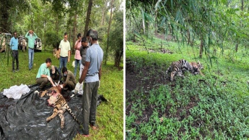आपसी संघर्ष में मादा बाघ शावक की हुई मृत्यु