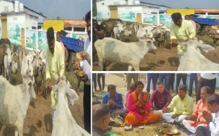 बांधवगढ़ विधायक ने गौशाला में की गोवर्धन पूजा,  कलेक्टर सहित जनप्रतिनिधियों की रही उपस्थिति, गौमाता को तिलक-बंदन कर अर्पित किया भोग