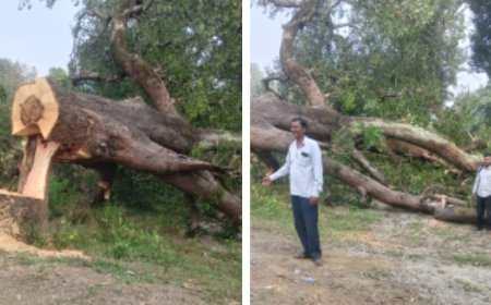 बिना परमिट कट गये दर्जनों हरे पेड़
