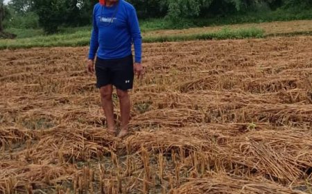 लगातार बारिश से धान की फसल हुई बर्बाद, किसानों की मेहनत पर फिरा पानी