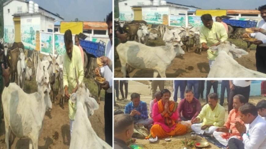बांधवगढ़ विधायक ने गौशाला में की गोवर्धन पूजा, कलेक्टर सहित जनप्रतिनिधियों की रही उपस्थिति, गौमाता को तिलक-बंदन कर अर्पित किया भोग