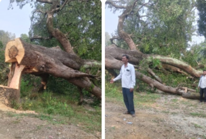 बिना परमिट कट गये दर्जनों हरे पेड़