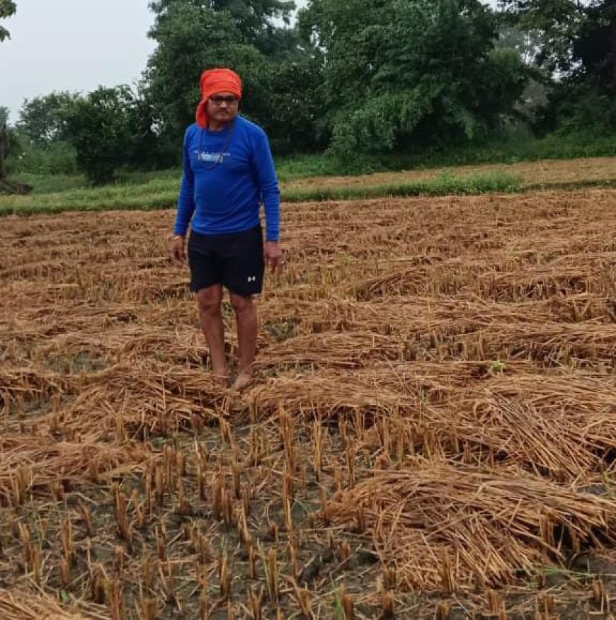 लगातार बारिश से धान की फसल हुई बर्बाद, किसानों की मेहनत पर फिरा पानी