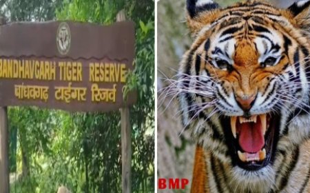 13 सौ कैमरे से तीन महीनों तक चलेगी बाघों की गणना